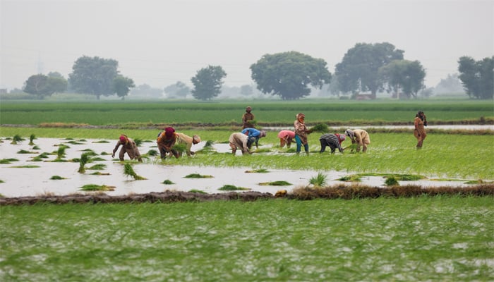 Women farmers plant rice saplings in the field in Muridke, Sheikhupura district in Punjab province, Pakistan August 12, 2025. — Reuters