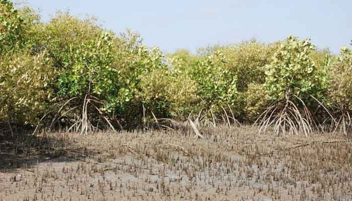 Indus delta mangroves are perhaps unique in being the largest arid climate mangroves in the world. — Sindh Forest website