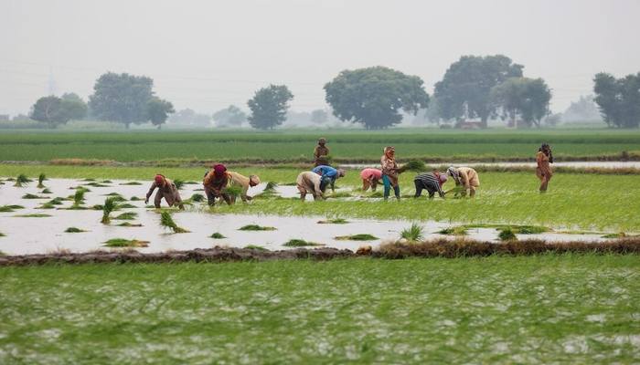Women farmers plant rice saplings in the field in Muridke, Sheikhupura District in Punjab province, Pakistan August 12, 2025. — Reuters
