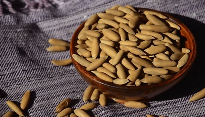 An undated image shows Chilgoza. — Shutterstock