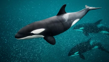Oceanic oddities: Orcas baffle researchers with unforeseen behaviours